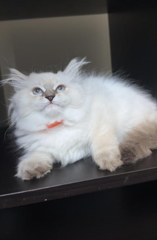 Stella photo 11