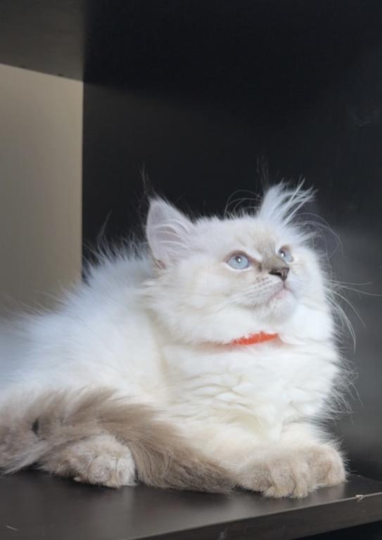 Stella photo 16