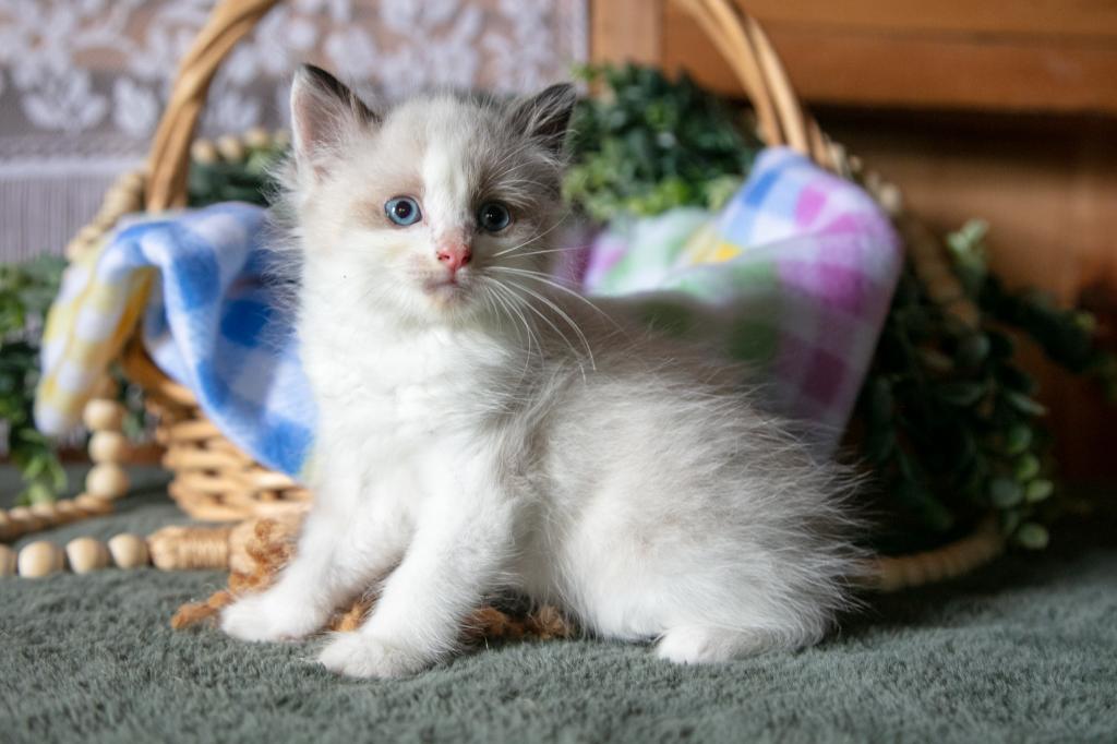 Kora photo 3
