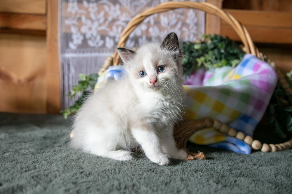 Kora photo 1