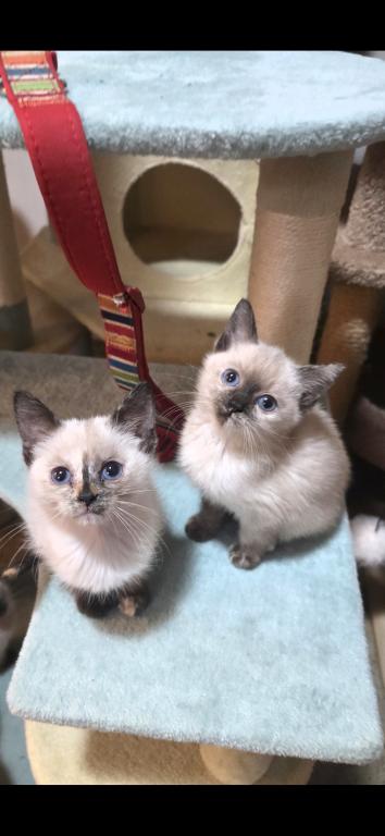 Siamese Girls photo 1