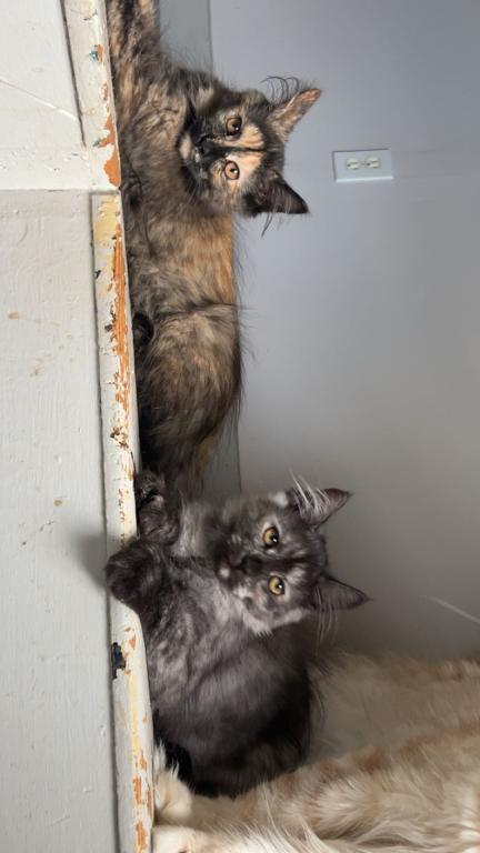 Tortie Girl photo 1