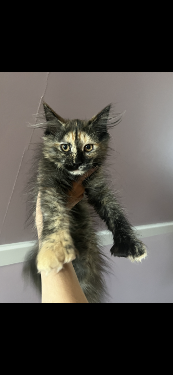 Tortie Girl photo 2