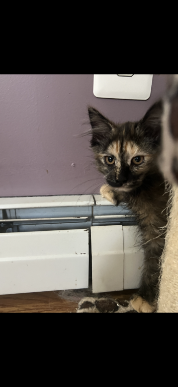 Tortie Girl photo 3