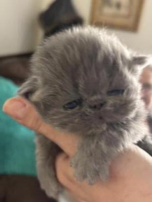 Babies Babies Beautiful Persians & Exotics photo 1