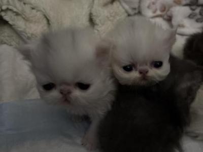 Babies Babies Beautiful Persians & Exotics photo 15