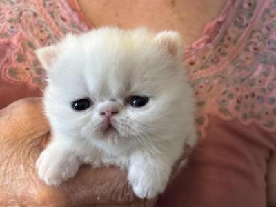 Babies Babies Beautiful Persians & Exotics photo 5