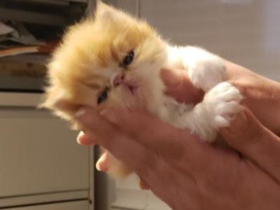 Babies Babies Beautiful Persians & Exotics photo 18