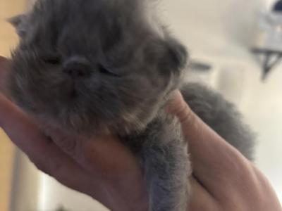 Babies Babies Beautiful Persians & Exotics photo 11