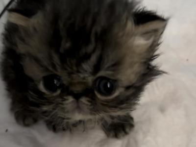 Babies Babies Beautiful Persians & Exotics photo 13
