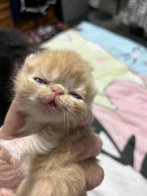 Babies Babies Beautiful Persians & Exotics photo 6