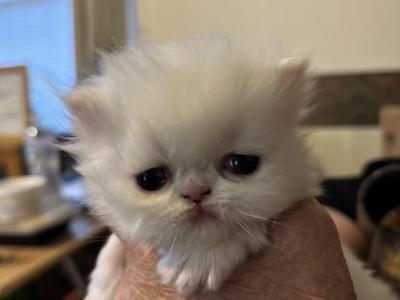 Babies Babies Beautiful Persians & Exotics photo 3