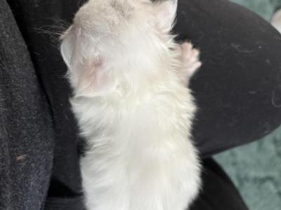 Babies Babies Beautiful Persians & Exotics photo 9