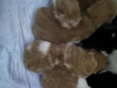 Babies Babies Beautiful Persians & Exotics photo 14