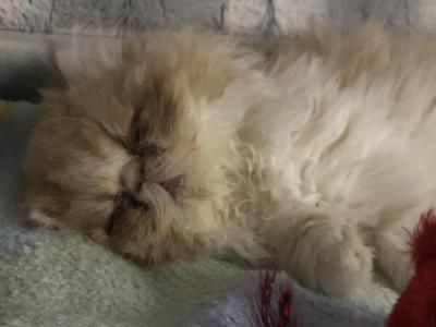 Babies Babies Beautiful Persians & Exotics photo 2