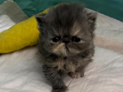 Babies Babies Beautiful Persians & Exotics photo 17