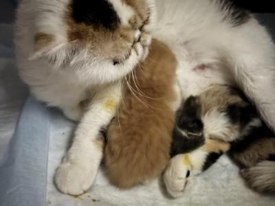 Babies Babies Beautiful Persians & Exotics photo 4