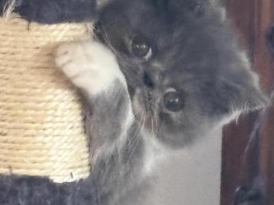 Babies Babies Beautiful Persians & Exotics photo 8