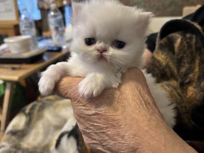 Babies Babies Beautiful Persians & Exotics photo 7