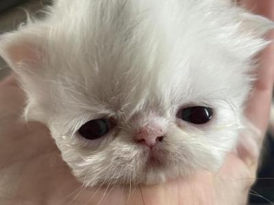 Babies Babies Beautiful Persians & Exotics photo 16