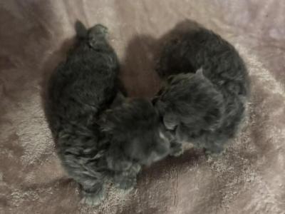 Babies Babies Beautiful Persians & Exotics photo 12