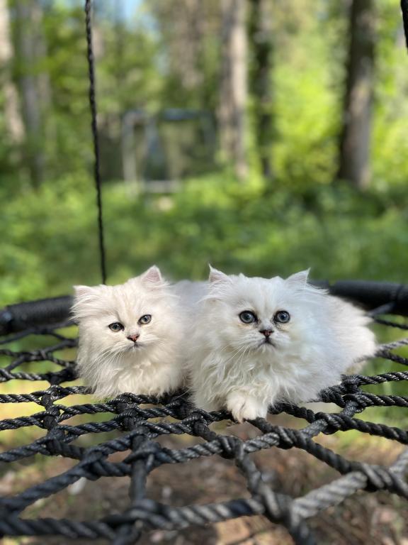 Mochi photo 3