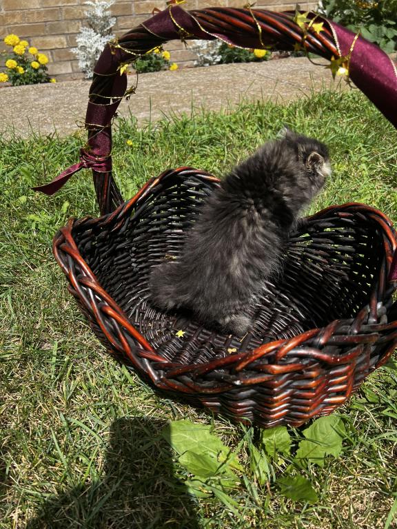 Brown Tabby photo 4