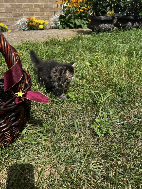 Brown Tabby photo 5