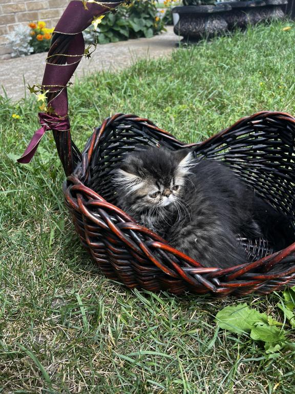 Brown Tabby photo 2