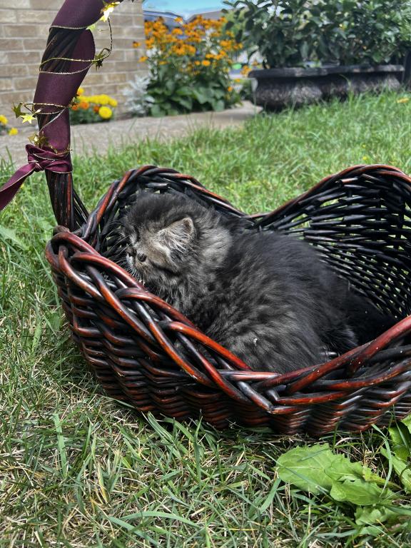 Brown Tabby photo 6