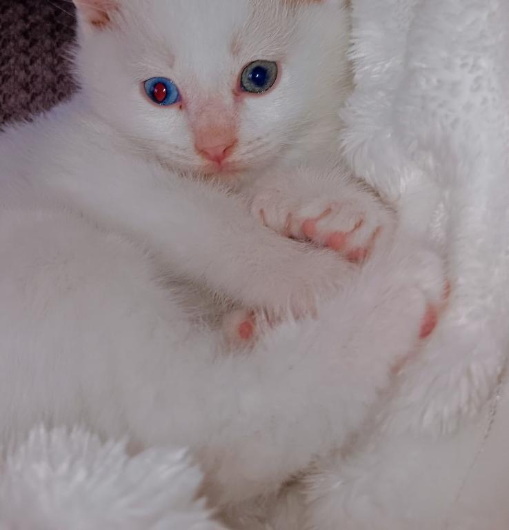 HIGHLAND LYNX KITTENS photo 14