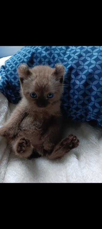 HIGHLAND LYNX KITTENS photo 8