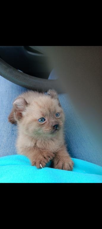 HIGHLAND LYNX KITTENS photo 4