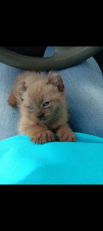 HIGHLAND LYNX KITTENS photo 6