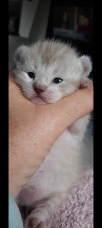 HIGHLAND LYNX KITTENS photo 5