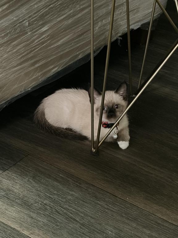 Chocolate Point Snowshoe Kittens photo 3