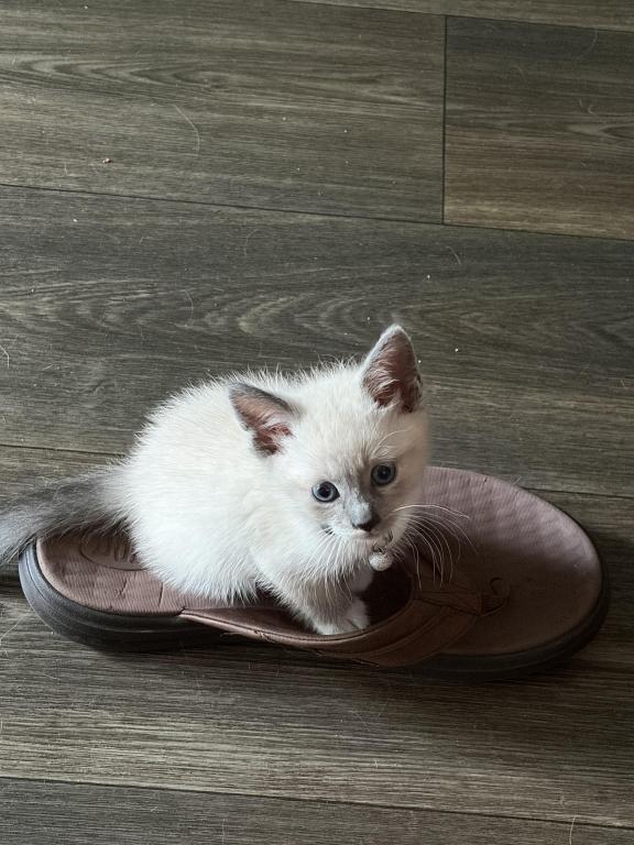 Chocolate Point Snowshoe Kittens photo 2