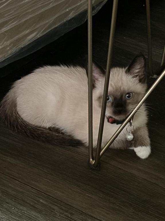 Chocolate Point Snowshoe Kittens photo 1