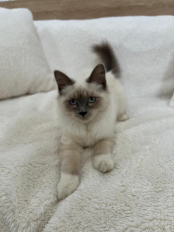 Sweet Ragdoll Girl For Adoption photo 2