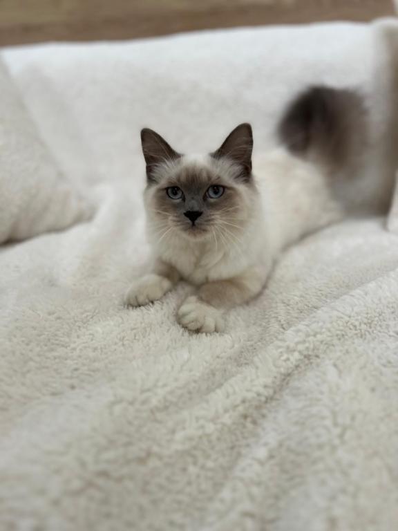 Sweet Ragdoll Girl For Adoption photo 1