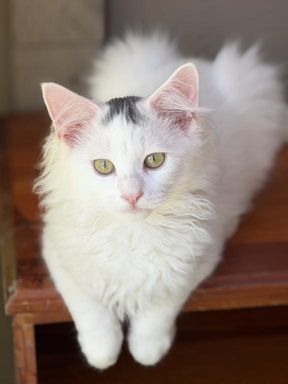Mix Ragdoll & Turkish Van photo 2