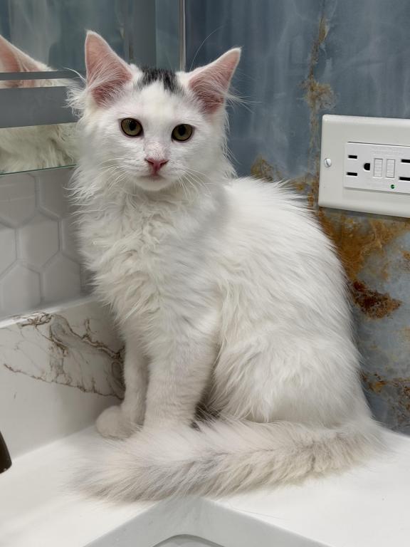 Mix Ragdoll & Turkish Van photo 7