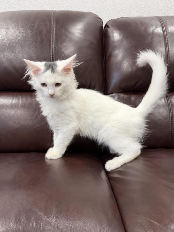 Mix Ragdoll & Turkish Van photo 8