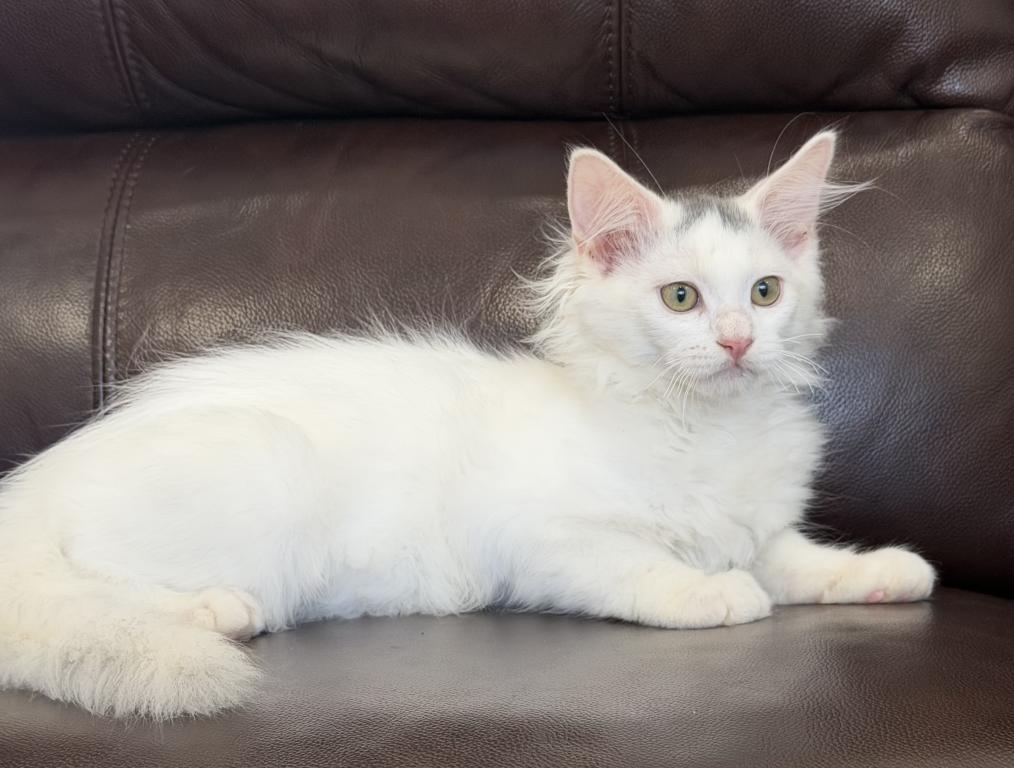 Mix Ragdoll & Turkish Van photo 14
