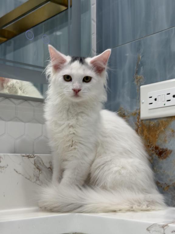 Mix Ragdoll & Turkish Van photo 10