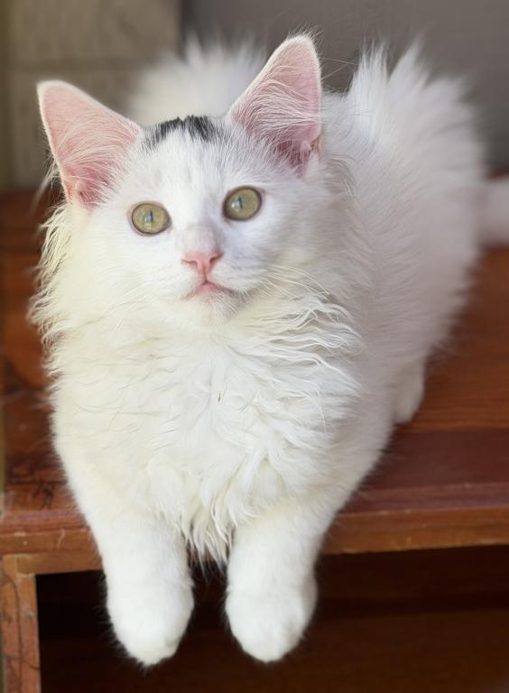 Mix Ragdoll & Turkish Van photo 4