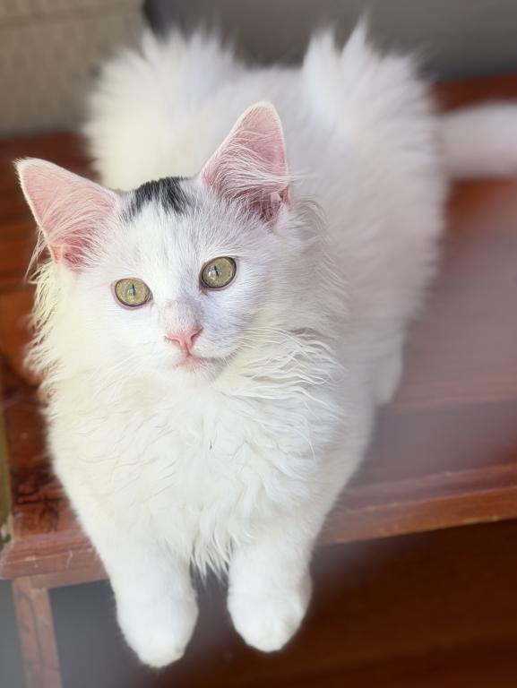 Mix Ragdoll & Turkish Van