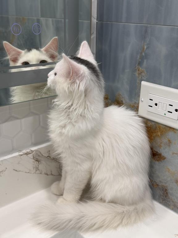 Mix Ragdoll & Turkish Van photo 5