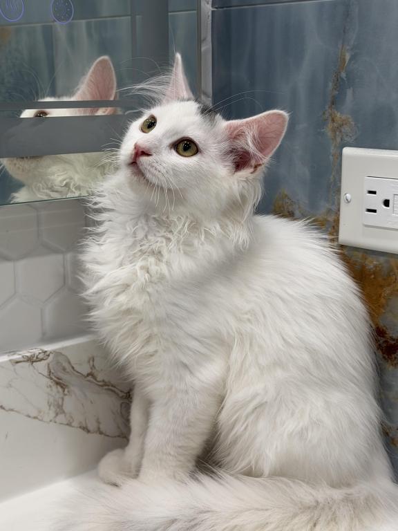 Mix Ragdoll & Turkish Van photo 11
