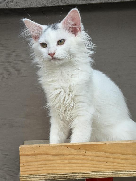 Mix Ragdoll & Turkish Van photo 12